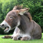 Wer zuletzt lacht ... © staphy - Fotolia.com